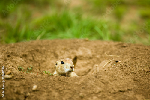 Prairie Dog, Wind Cave National Park, South Dakota, USA photo