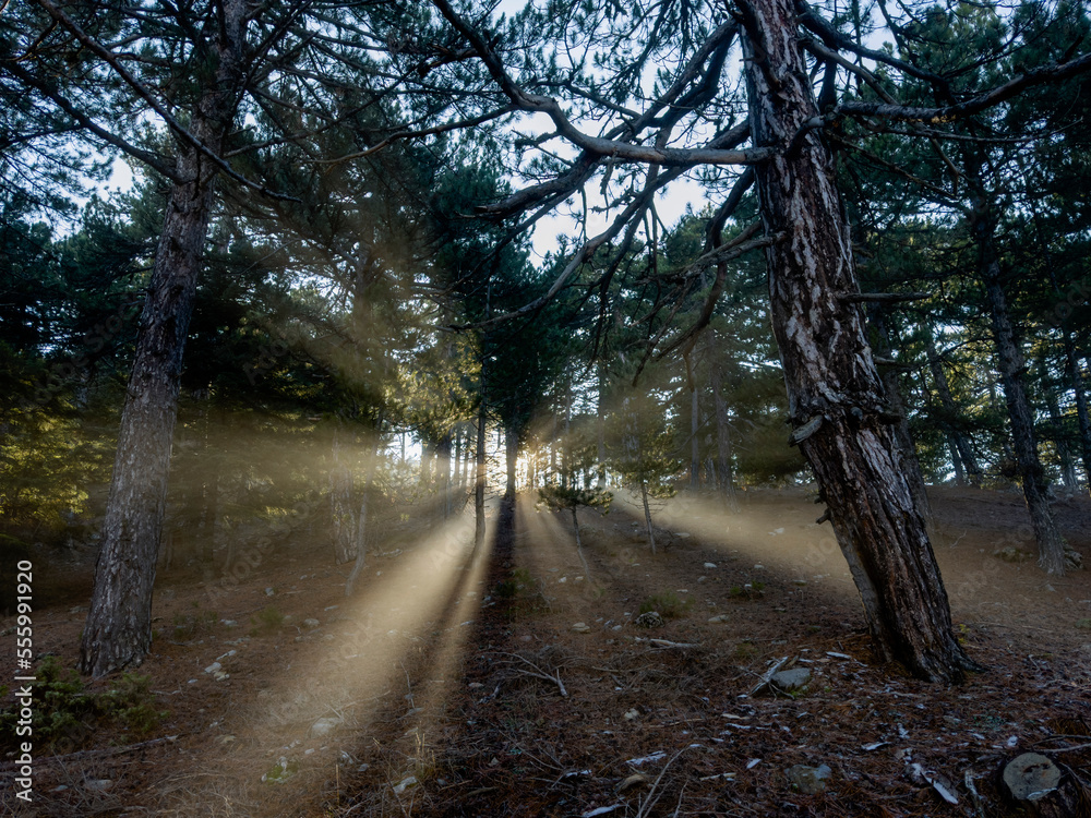 refraction of the sun's rays and beam views through the trees in the foggy forest