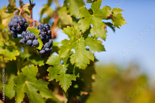 Close Up of Grapes at Vineyard, Pauillac, Gironde, Aquitane, France photo