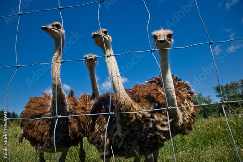 Four Ostrich at Ostrich Farm Ontario, Canada photo