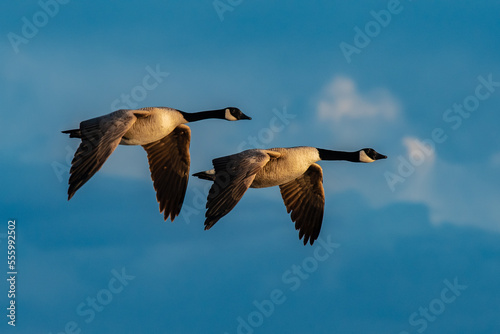 Flying Canada goose pair