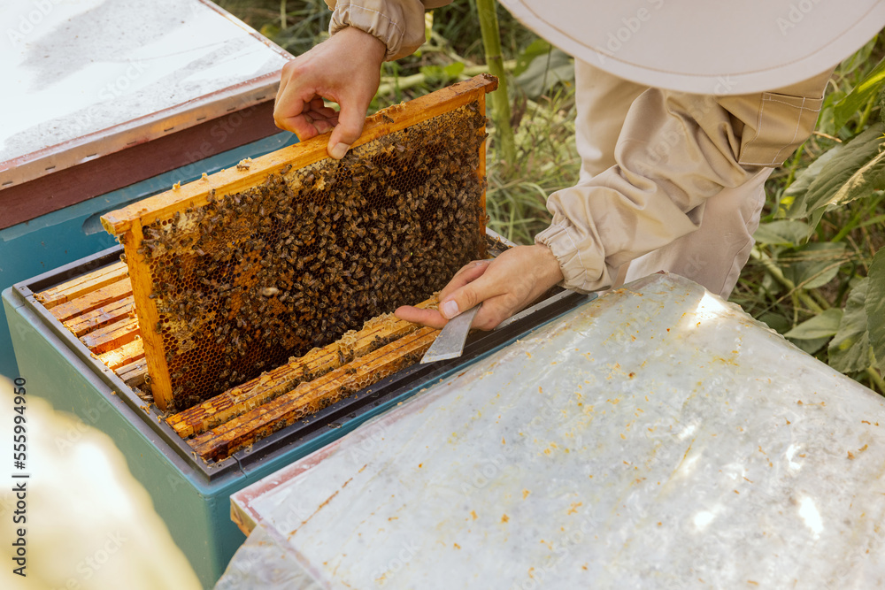 Man in beekeeper suit taking frame with bees and honeycomb from beehive working with honey holding special equipment in hands for removing honey from frame. Apriculture concept. Man in beekeeper suit taking frame with bees and honeycomb from beehive working with honey holding special equipment in hands for removing honey from frame. Apriculture concept.