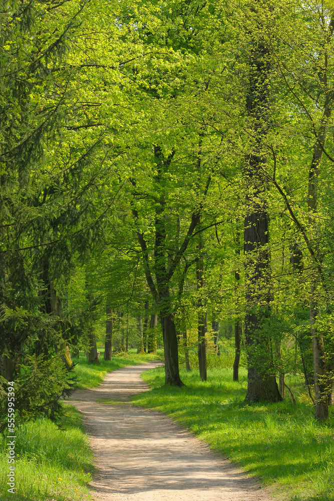 Pathway Through Forest, Aschaffenburg, Bavaria, Germany Pathway Through Forest, Aschaffenburg, Bavaria, Germany