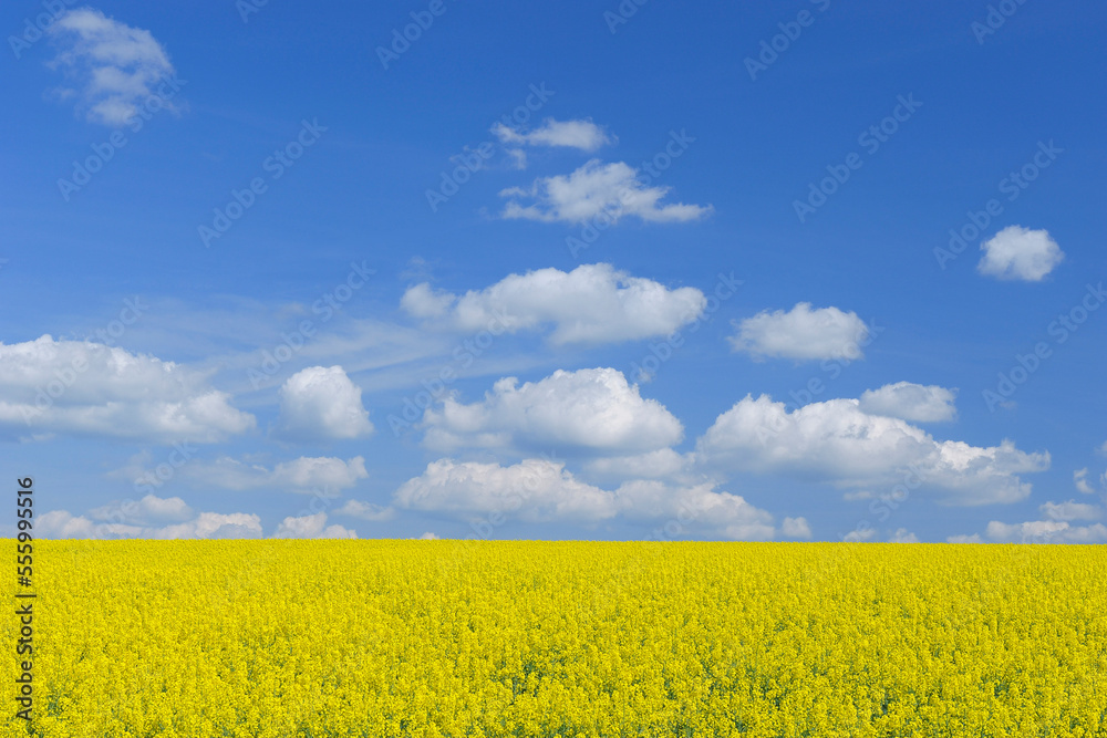 Canola Field in Spring, Spessart, Bavaria, Germany Canola Field in Spring, Spessart, Bavaria, Germany