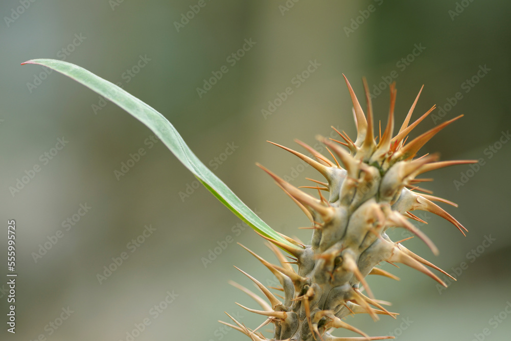 Close-up of Cactus With Leaf Close-up of Cactus With Leaf