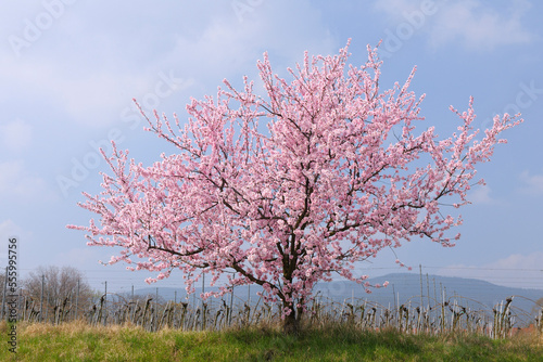 Almond Tree by Vineyard, Gimmeldingen, Rhineland-Palatinate, Germany photo