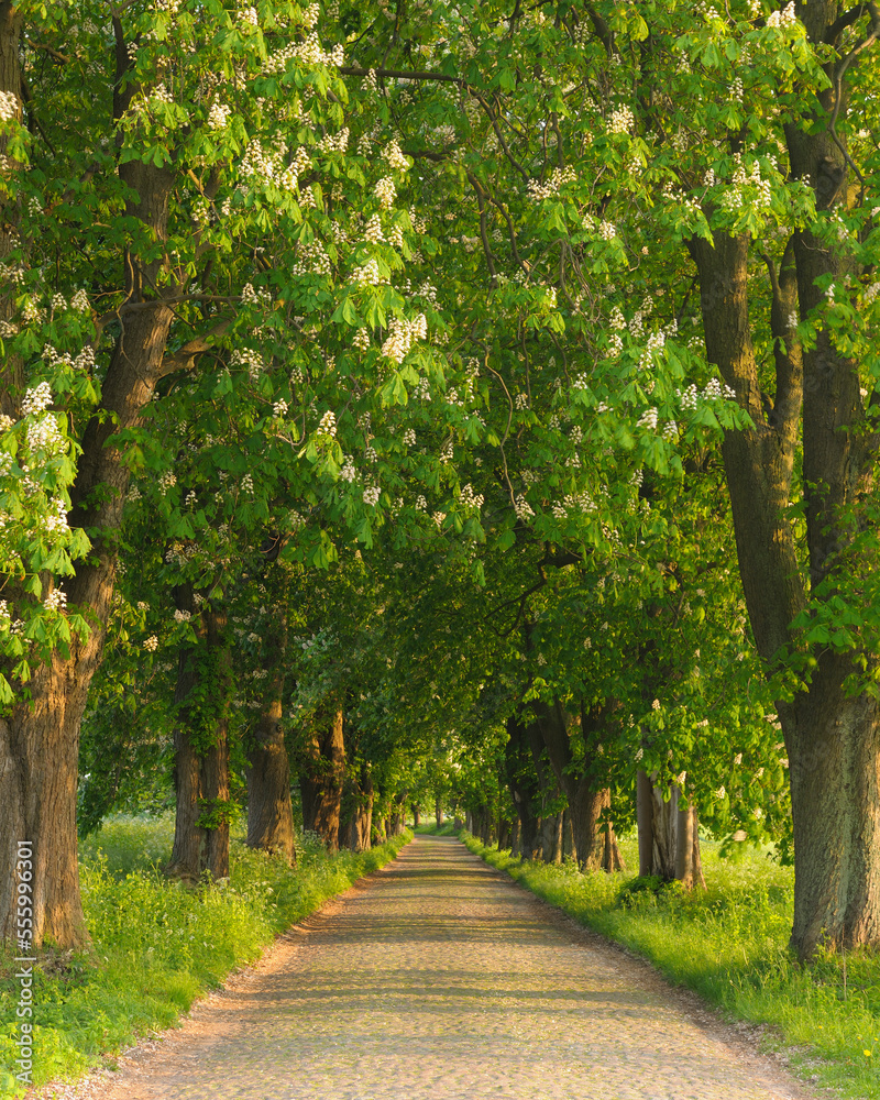 Road, Island of Ruegen, Mecklenburg, Mecklenburg-Vorpommern, Germany Road, Island of Ruegen, Mecklenburg, Mecklenburg-Vorpommern, Germany