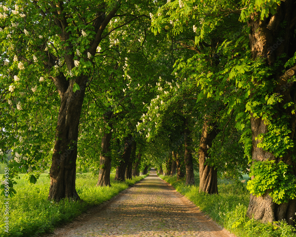 Cobblestone Lane, Island of Ruegen, Mecklenburg-Western Pomerania, Germany Cobblestone Lane, Island of Ruegen, Mecklenburg-Western Pomerania, Germany