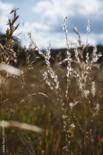 Fototapeta Naklejka Na Ścianę i Meble -  Shinning grasses blowing in the wind - late summer and autumn vibes