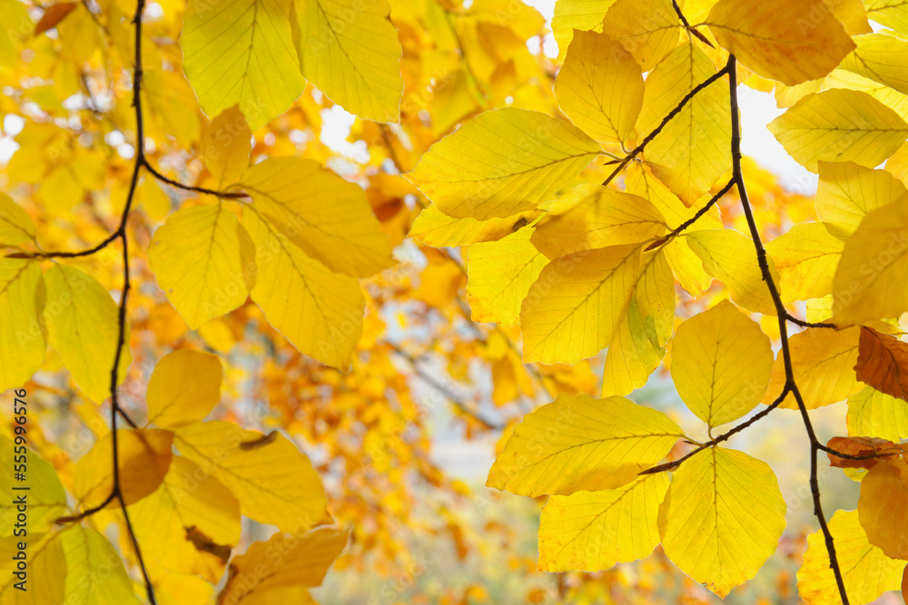 Beech tree in Autumn, Spessart, Bavaria, Germany Beech tree in Autumn, Spessart, Bavaria, Germany