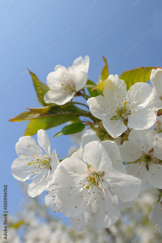 Cherry Blossom, Lake Neusiedl, Burgenland, Austria Cherry Blossom, Lake Neusiedl, Burgenland, Austria