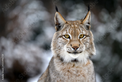 A lynx at the edge of the forest inspects the newly fallen snow.