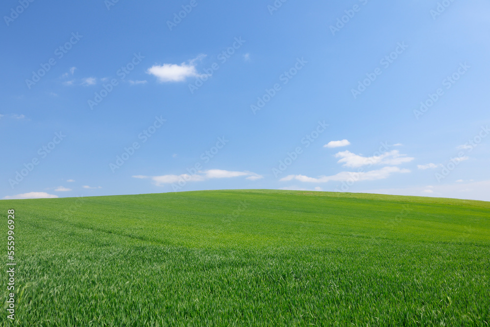 Cornfield in Spring, Odenwald, Hesse, Germany Cornfield in Spring, Odenwald, Hesse, Germany