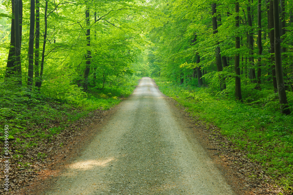 Road Through Beech Forest in Spring, Hainich National Park, Thuringia, Germany Road Through Beech Forest in Spring, Hainich National Park, Thuringia, Germany
