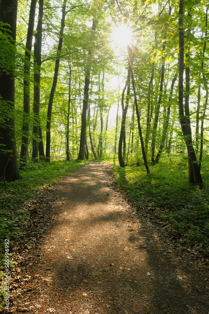 Path Through Beech Forest in Spring, Hainich National Park, Thuringia, Germany Path Through Beech Forest in Spring, Hainich National Park, Thuringia, Germany