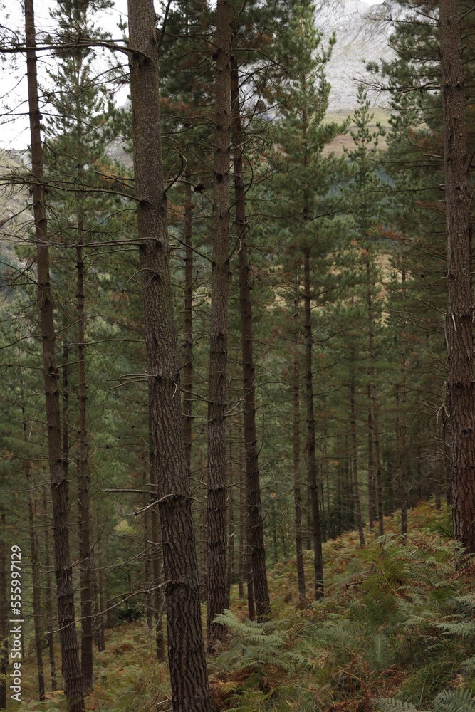 Trees in the forest