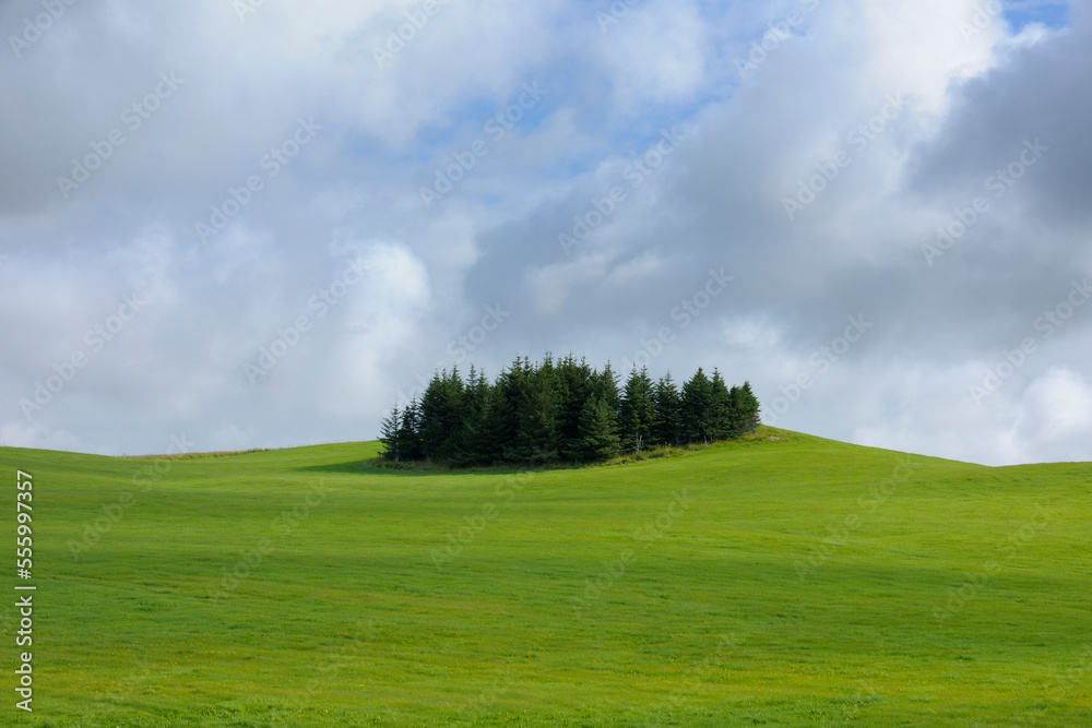Conifer Trees in Field, South Iceland, Iceland Conifer Trees in Field, South Iceland, Iceland