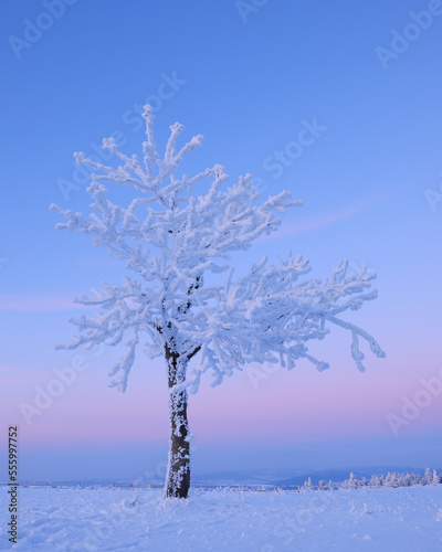 Wallpaper Mural Snow Covered Tree at Dusk, Wasserkuppe, Rhon Mountains, Hesse, Germany Torontodigital.ca