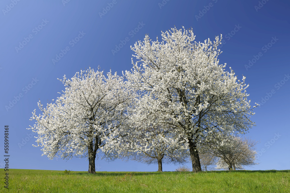 Cherry Trees, Moembris, Aschaffenburg, Franconia, Bavaria, Germany Cherry Trees, Moembris, Aschaffenburg, Franconia, Bavaria, Germany