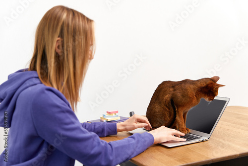 Young adult woman in violet hoodie with abyssinian cat using laptop. Work from home concept