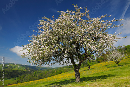 Apple Tree in Bloom, Mostviertel, Lower Austria, Austria photo