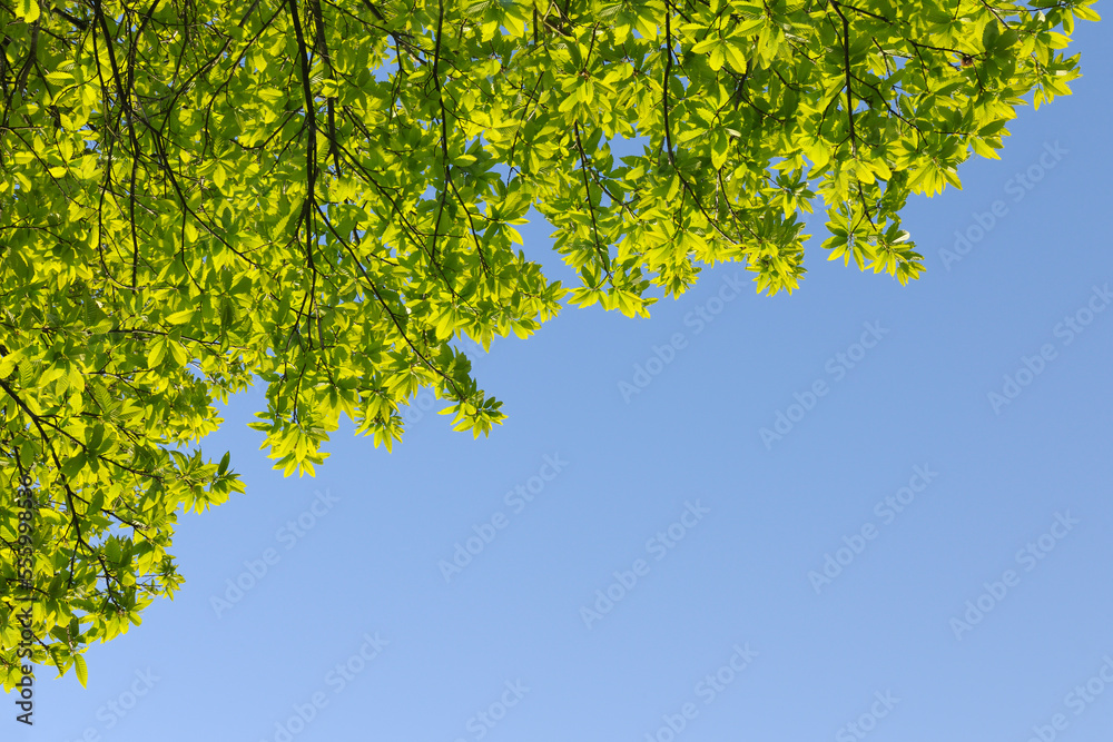 Chestnut Leaves in Spring, Nothweiler, Rhineland-Palatinate, Germany Chestnut Leaves in Spring, Nothweiler, Rhineland-Palatinate, Germany