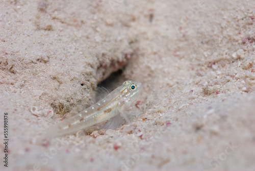 Bridled Goby Coryphopterus glaucofraenum perched next to sand burrow Bonaire photo
