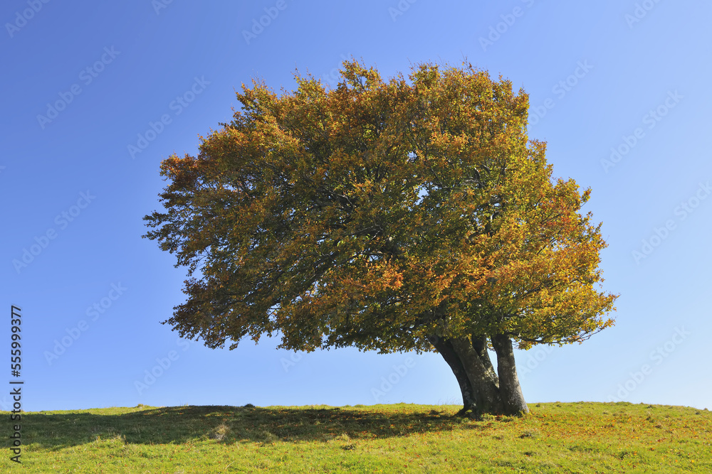 Beech Tree, Schauinsland, Black Forest, Baden-Wurttemberg, Germany Beech Tree, Schauinsland, Black Forest, Baden-Wurttemberg, Germany