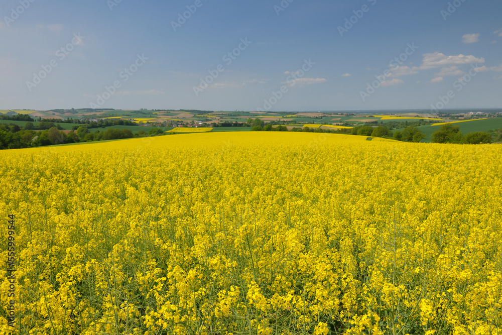 Canola Field, Wenigumstadt, Aschaffenburg, Franconia, Bavaria, Germany Canola Field, Wenigumstadt, Aschaffenburg, Franconia, Bavaria, Germany
