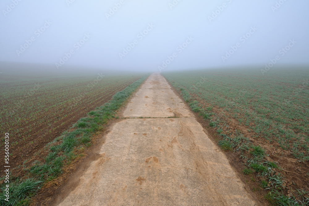 Path on Misty Morning in Early Spring, Marktheidenfeld, Bavaria, Germany Path on Misty Morning in Early Spring, Marktheidenfeld, Bavaria, Germany