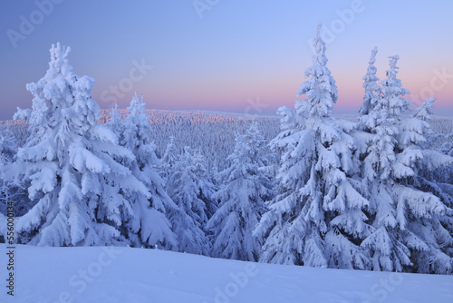 Snow Covered Conifer Trees at Dawn, Schneekopf, Gehlberg, Thuringia, Germany photo