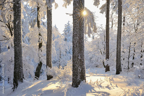 Snow Covered Forest with Sun, Grosser Inselsberg, Brotterode, Thuringia, Germany photo