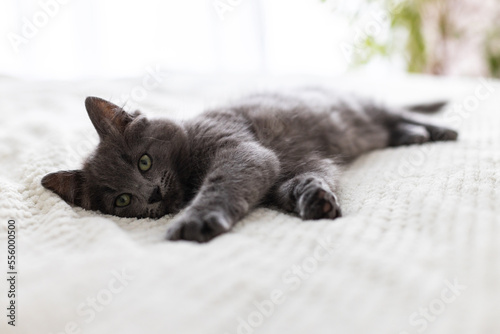 Cute gray inquisitive kitten lies on the bed in the bedroom and rests. A small kitten looks into the camera. cute pets