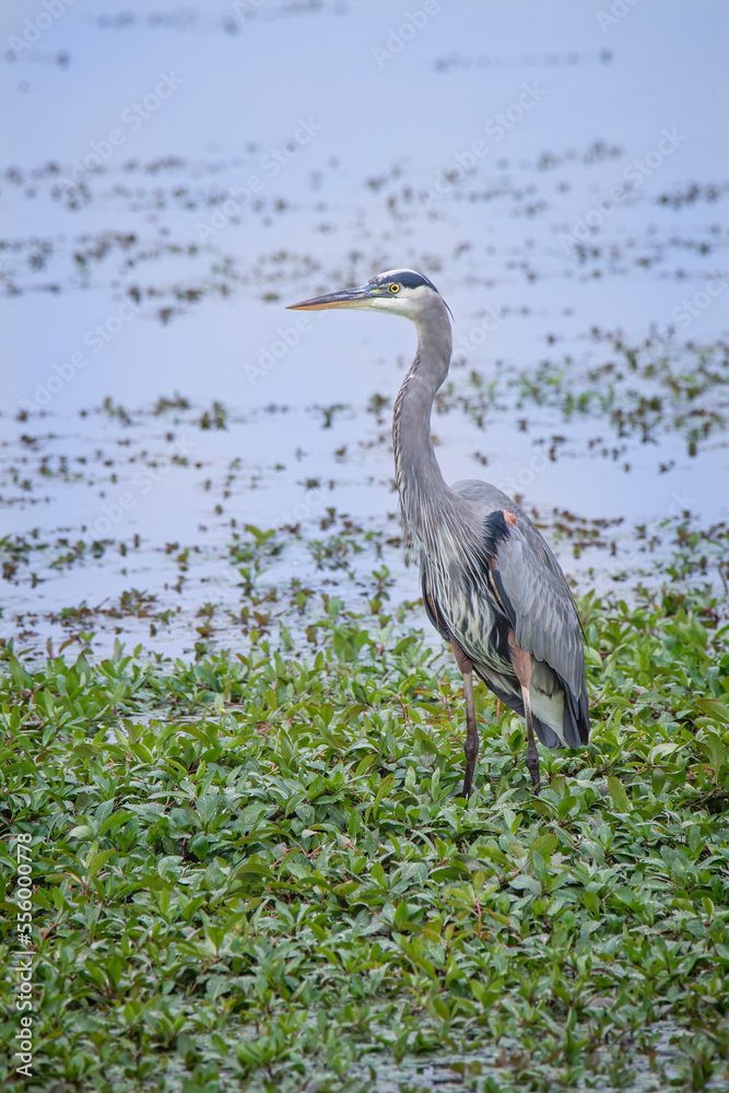 Fototapeta premium Blue Heron wades in marsh looking for fish