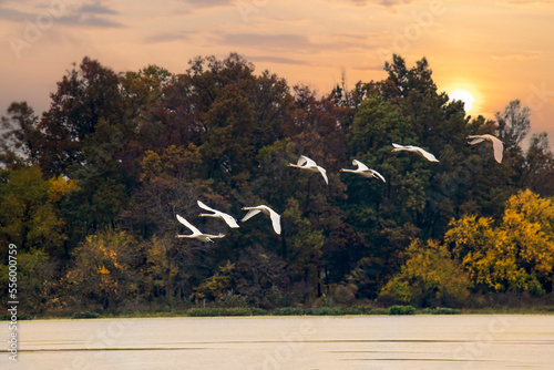 Swans come in for a landing at sunrise over a lake