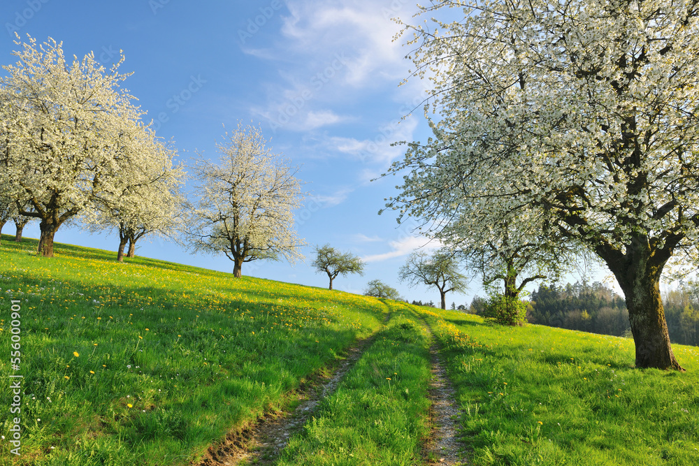Cherry Trees and Meadow, Baden-Wurttemberg, Germany