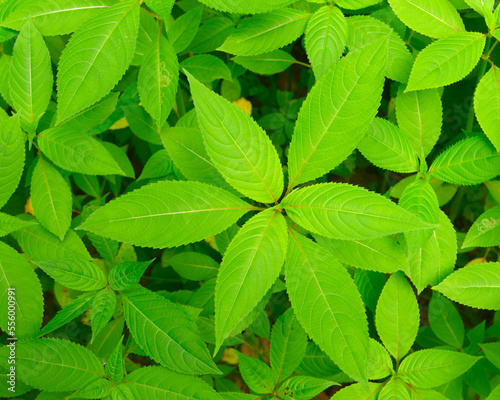 Himalayan Balsam Leaves, Taubergiessen Nature Reserve, Kappel, Rust, Baden-Wurttemberg, Germany