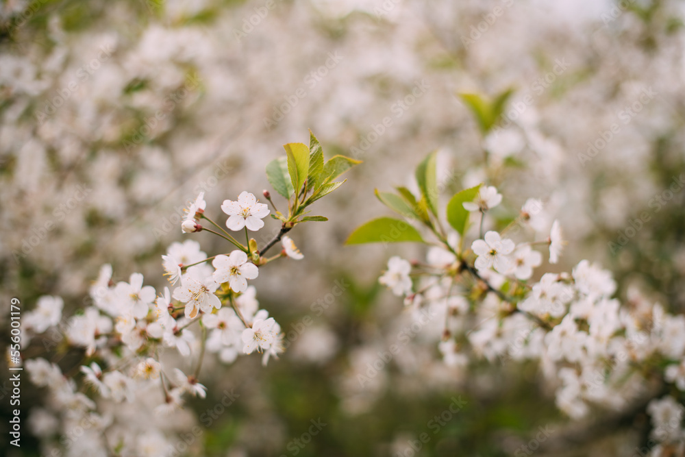Cherry tree branch in flowers in spring. Cherry flowers close up Cherry tree branch in flowers in spring. Cherry flowers close up