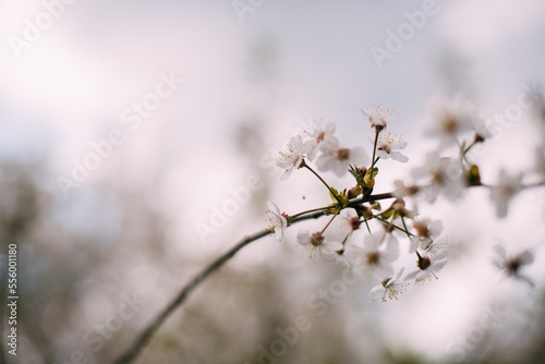 Cherry tree branch in flowers in spring. Cherry flowers close up