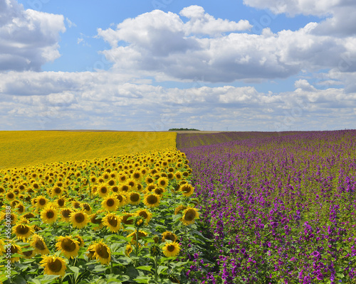 Sunflower and Mallow Field, Arnstein, Main-Spessart, Franconia, Bavaria, Germany photo