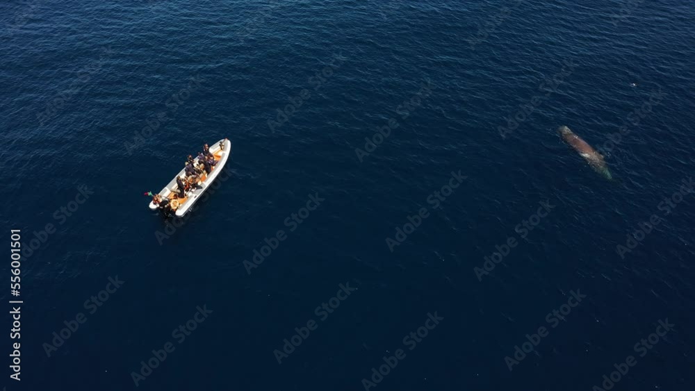 Aerial view of a boat following a sperm whale, Sao Miguel, Azores, Portugal. Aerial view of a boat following a sperm whale, Sao Miguel, Azores, Portugal.