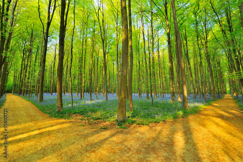 Forked Path through Beech Forest with Bluebells in Spring, Hallerbos, Halle, Flemish Brabant, Vlaams Gewest, Belgium