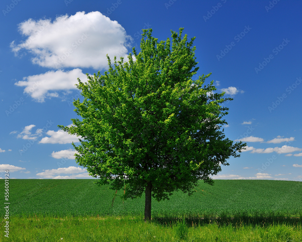 Lone Tree by Fields in Spring, Franconia, Bavaria, Germany Lone Tree by Fields in Spring, Franconia, Bavaria, Germany