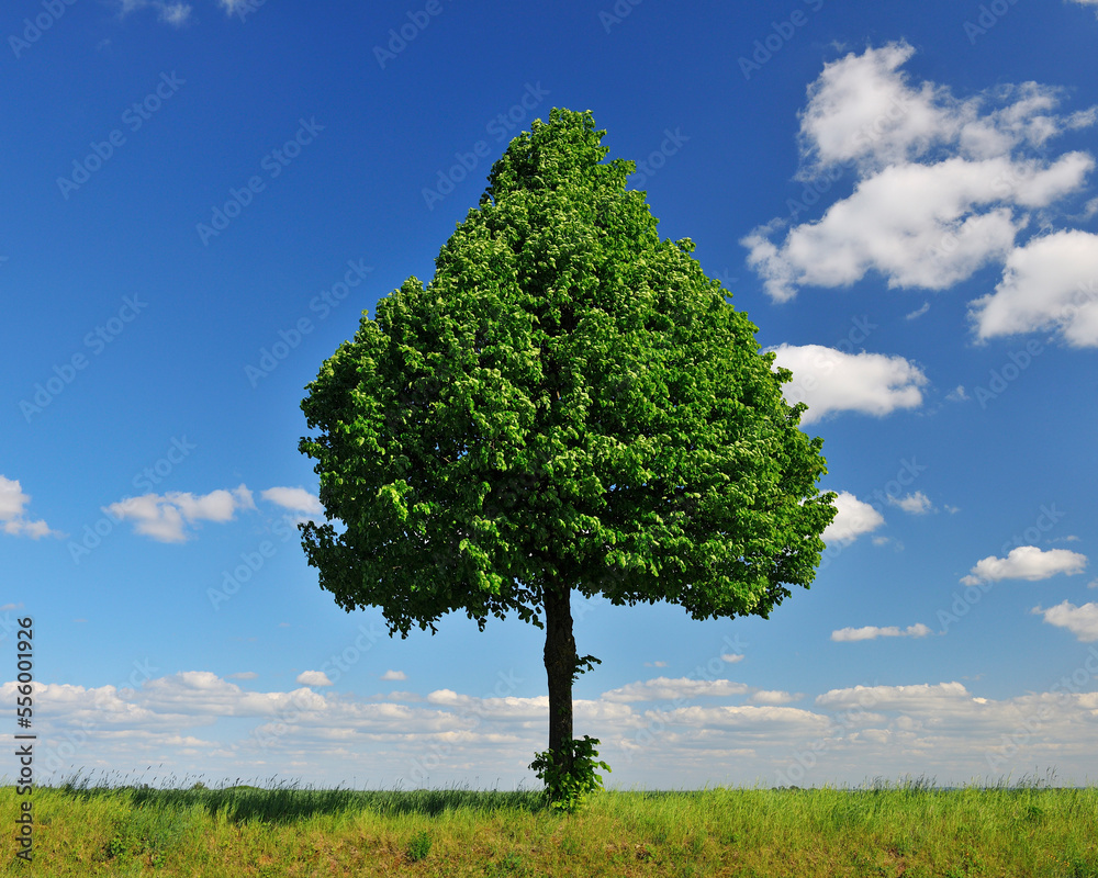 Lime Tree in Spring, Franconia, Bavaria, Germany Lime Tree in Spring, Franconia, Bavaria, Germany