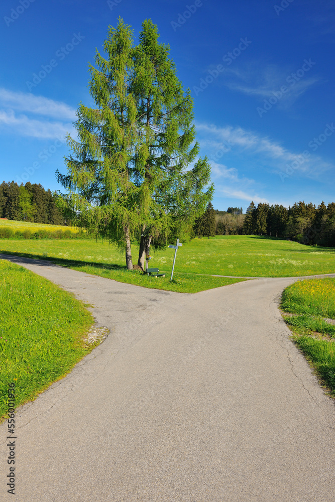 Forked Road in Spring, Bernbeuren, Upper Bavaria, Bavaria, Germany Forked Road in Spring, Bernbeuren, Upper Bavaria, Bavaria, Germany