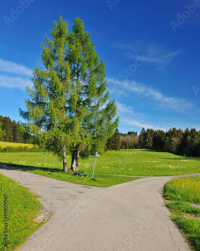 Forked Road in Spring, Bernbeuren, Upper Bavaria, Bavaria, Germany