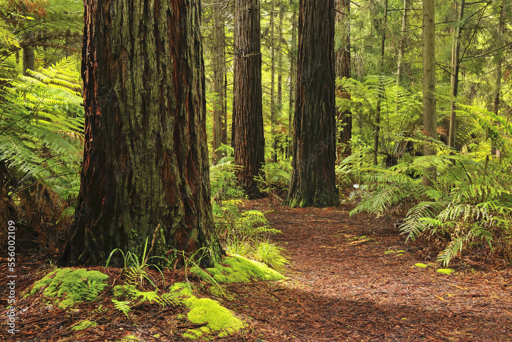 Path through Whakarewarewa Forest with Redwood Trees, near Rotorua, Bay of Plenty, North Island, New Zealand Path through Whakarewarewa Forest with Redwood Trees, near Rotorua, Bay of Plenty, North Island, New Zealand