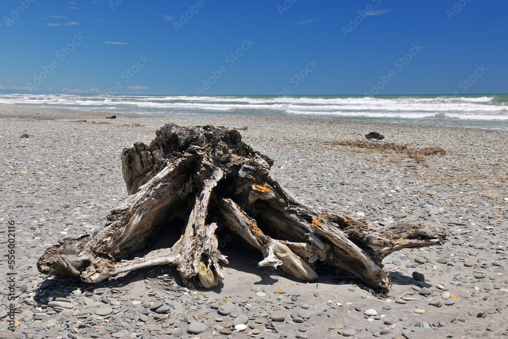 Stone Beach with Driftwood Roots in Summer, Burke Road, Barrytown, West Coast, South Island, New Zealand Stone Beach with Driftwood Roots in Summer, Burke Road, Barrytown, West Coast, South Island, New Zealand