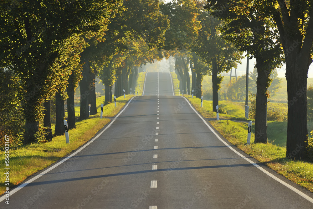 Tree-lined Avenue with Morning Mist in Autumn, Teutleben, Thuringia, Germany Tree-lined Avenue with Morning Mist in Autumn, Teutleben, Thuringia, Germany
