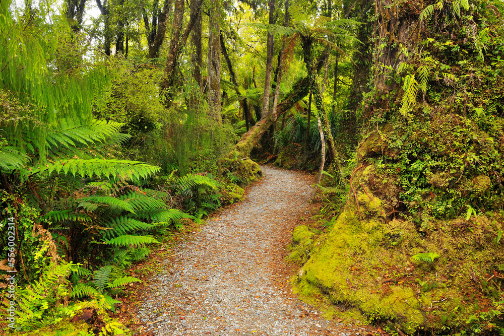 Path through Temperate Rain Forest, Haast, West Coast, South Island, New Zealand Path through Temperate Rain Forest, Haast, West Coast, South Island, New Zealand